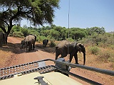 Elephants Lake Manyara